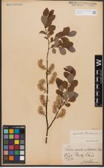 Salix aurita L. x Salix starkeana Willd.